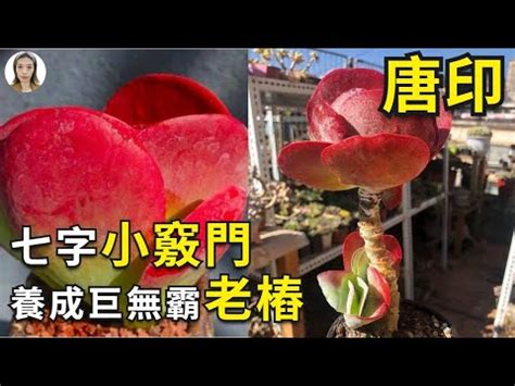 唐印風水|如何按照風水來擺設唐印？（特徵、方位、共同擺設的植物）